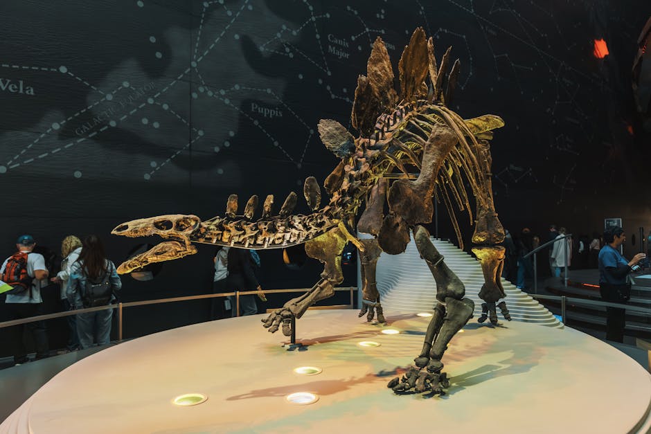 A detailed stegosaurus skeleton on display in a museum exhibit with starry background.